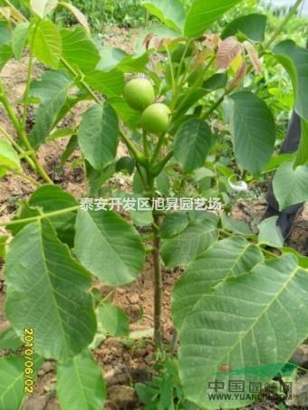 實(shí)生核桃樹(shù)苗