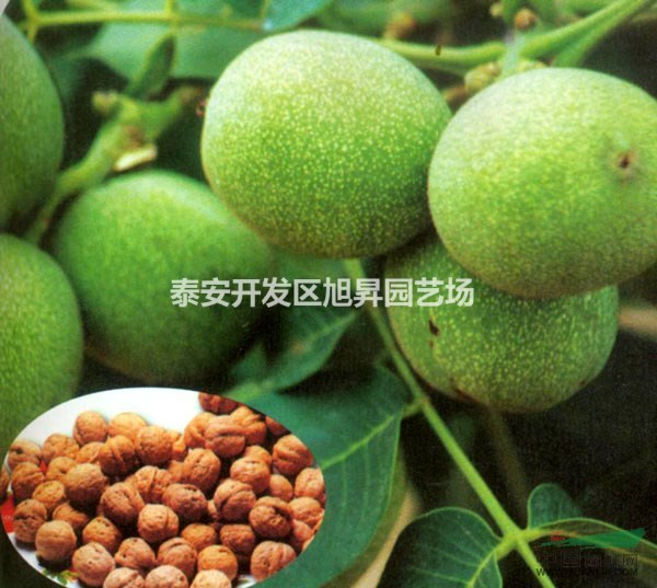 實(shí)生核桃樹(shù)苗