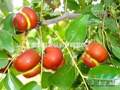 供應(yīng)栆苗