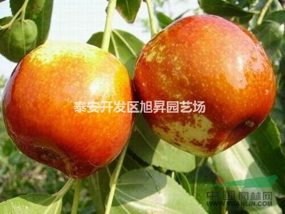 供應(yīng)栆苗