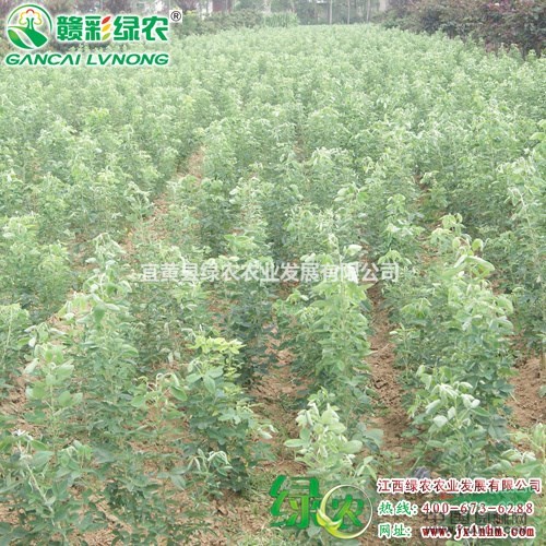 蘇格蘭金鏈樹(shù)　觀賞效果強(qiáng)　可做裝飾　蘇格蘭金鏈樹(shù)小苗報(bào)價(jià)圖片