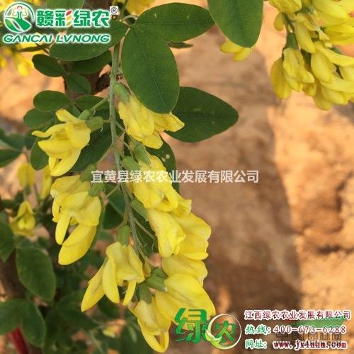 蘇格蘭金鏈樹(shù)　觀賞效果強(qiáng)　可做裝飾　蘇格蘭金鏈樹(shù)小苗報(bào)價(jià)圖片