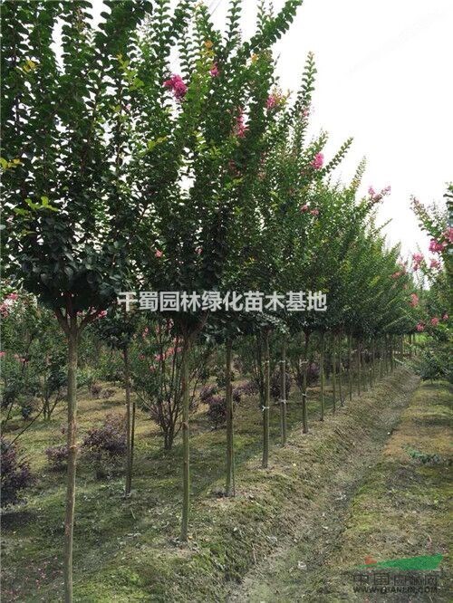 供應(yīng)紫薇樹/2公分紫薇樹價(jià)格/1.5-2公分紅花紫薇/紫薇苗