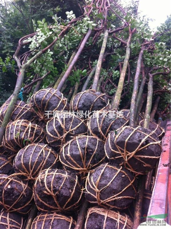 供應(yīng)紫薇樹/2公分紫薇樹價(jià)格/1.5-2公分紅花紫薇/紫薇苗