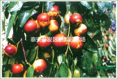 嫁接?xùn)覙?shù)苗