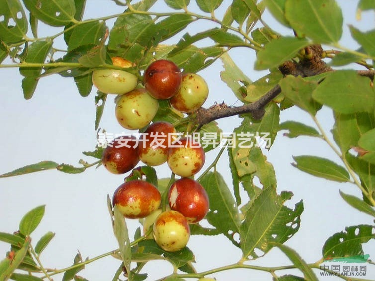 嫁接?xùn)覙?shù)苗