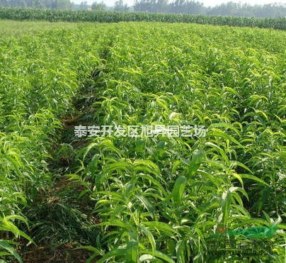 中華壽桃桃樹苗