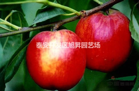 最大桃苗·基地