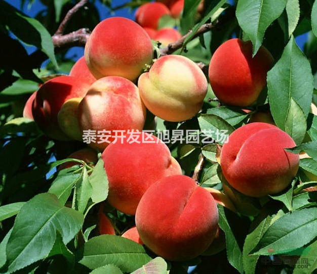 桃苗品種