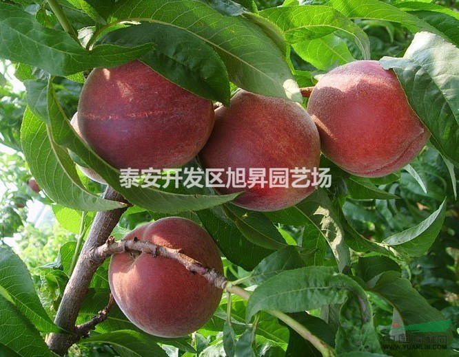 桃苗品種