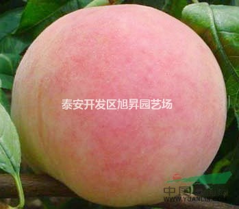 安徽桃苗