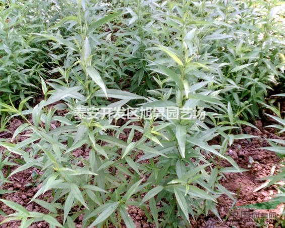 桃苗栆苗櫻桃苗草莓苗預(yù)定開始了。。。。