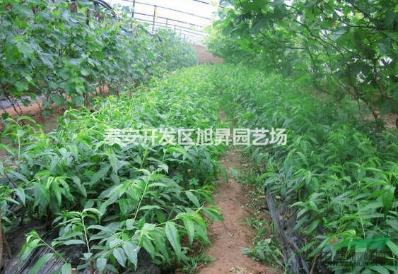 桃苗栆苗櫻桃苗草莓苗預(yù)定開始了。。。。