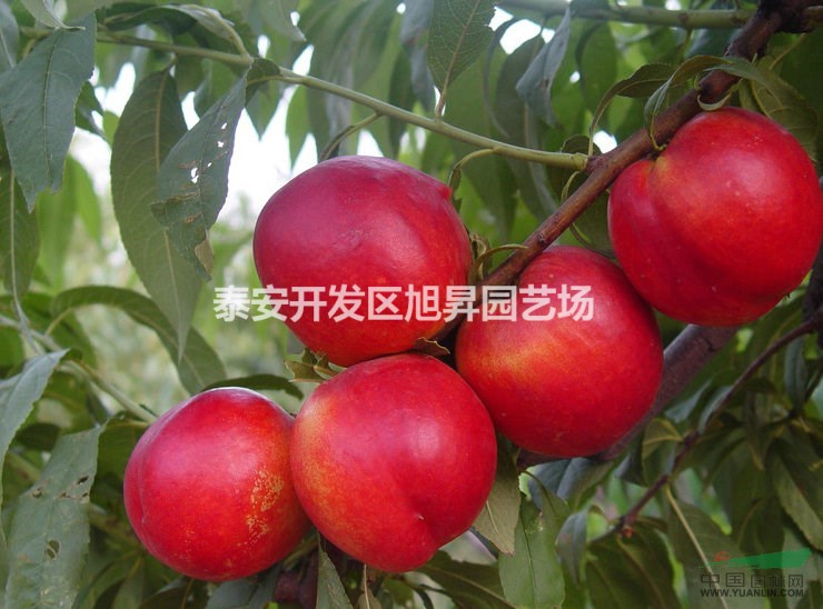 油桃苗