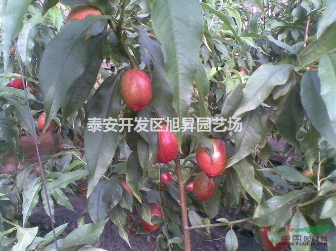 油桃苗品種