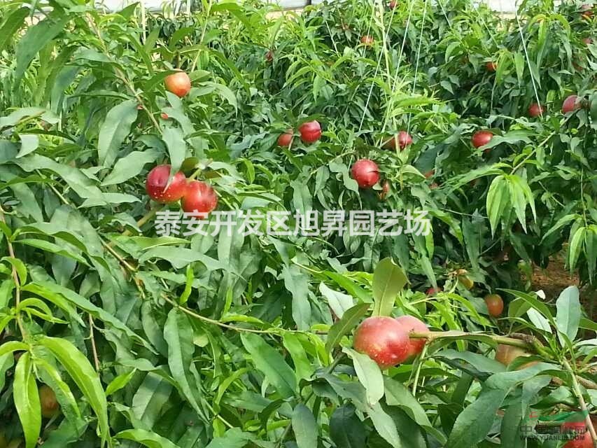 油桃苗品種