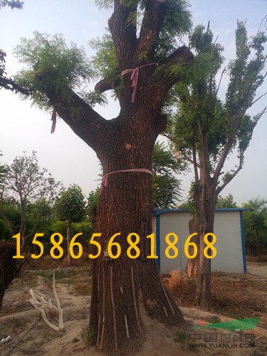 12公分紫葉李|12公分紫葉李種植基地