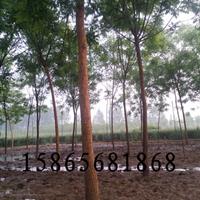 35公分國槐|35公分國槐種植基地