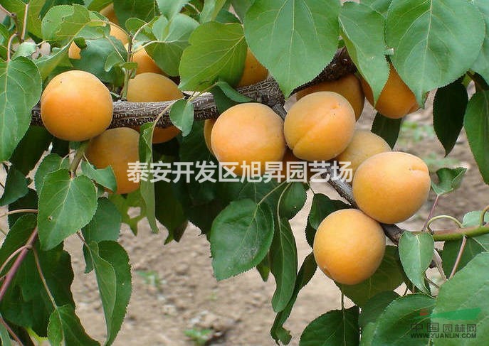 凱特杏苗