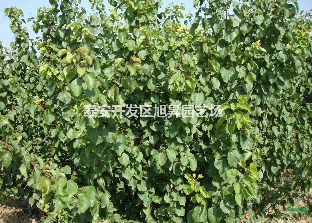 凱特杏苗