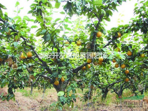 梨樹苗