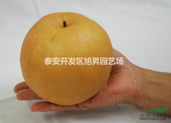 梨苗梨樹苗梨苗價(jià)格梨苗品種