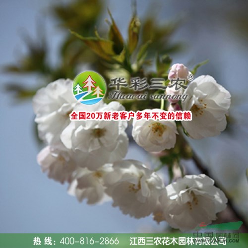 江西三農(nóng)櫻花的栽培管理技術(shù)—紅葉櫻花 染井吉野櫻花 速生櫻花