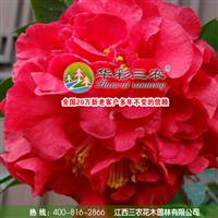 帕克斯先生茶花的栽培管理技術(shù)