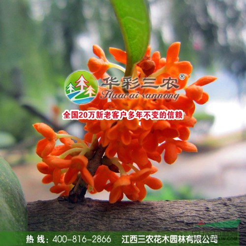 狀元紅桂桂花的栽培管理技術(shù)