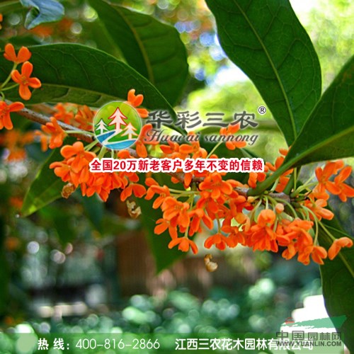 狀元紅桂桂花的栽培管理技術(shù)