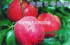 最大油桃苗基地