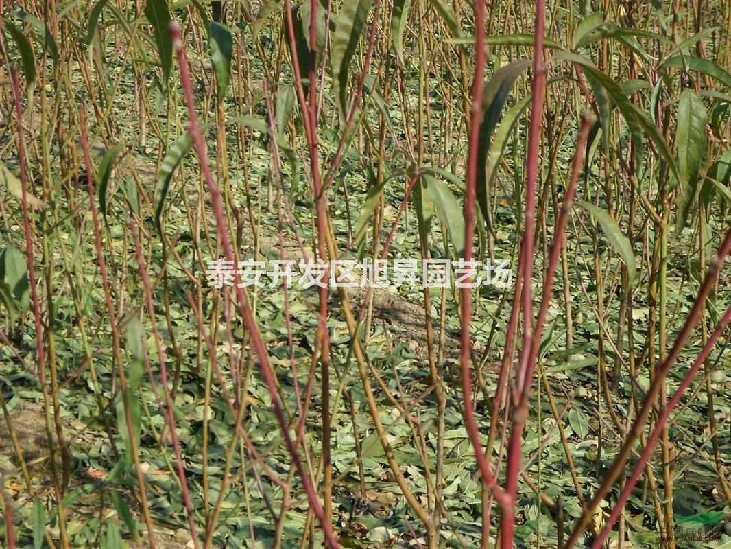 曙光油桃苗