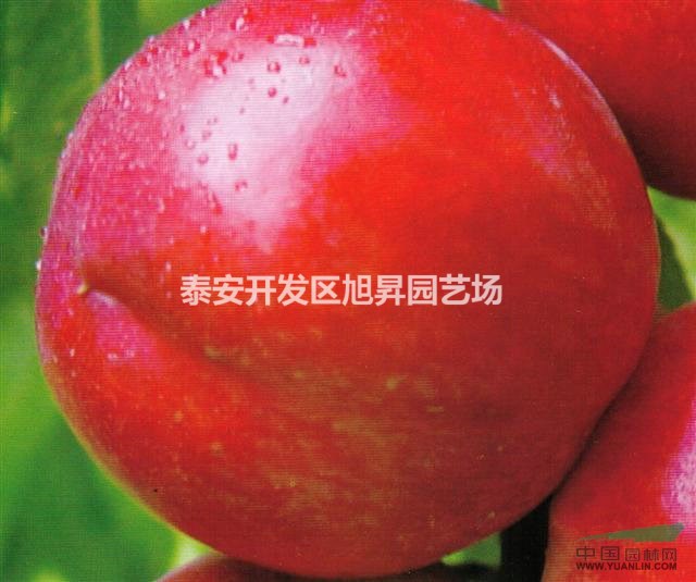 曙光油桃苗