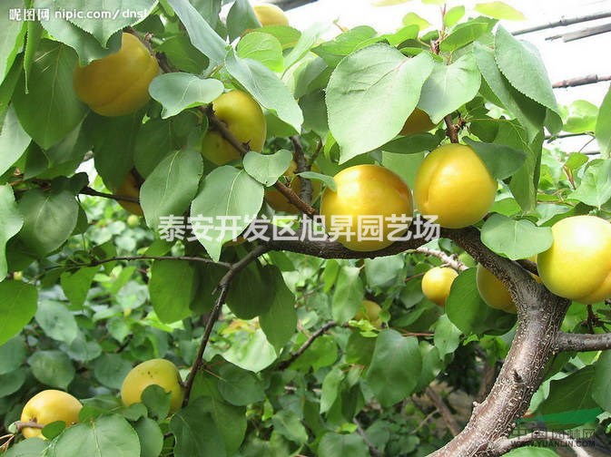 杏樹苗