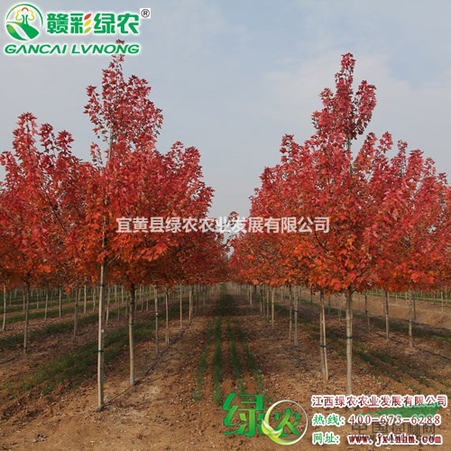 美國(guó)紅楓紅點(diǎn)紅楓　美國(guó)紅楓樹苗　紅點(diǎn)紅楓小苗報(bào)價(jià)　價(jià)格