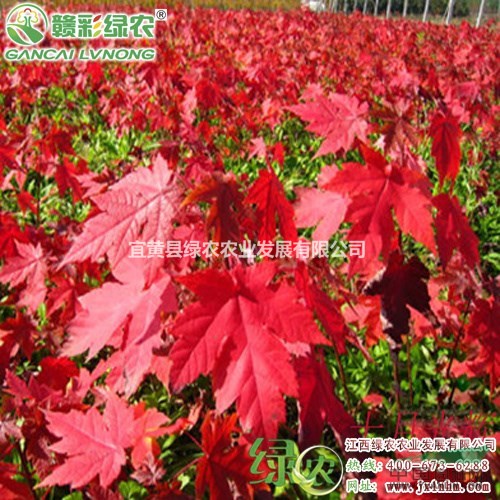 美國(guó)紅楓紅點(diǎn)紅楓　美國(guó)紅楓樹苗　紅點(diǎn)紅楓小苗報(bào)價(jià)　價(jià)格