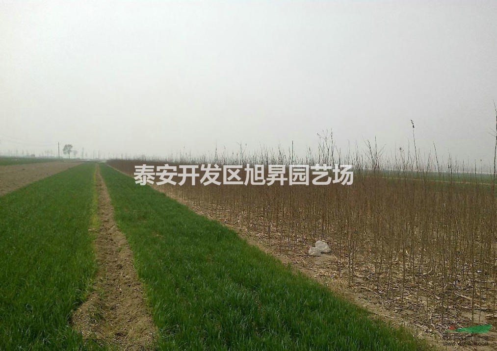 杏苗基地