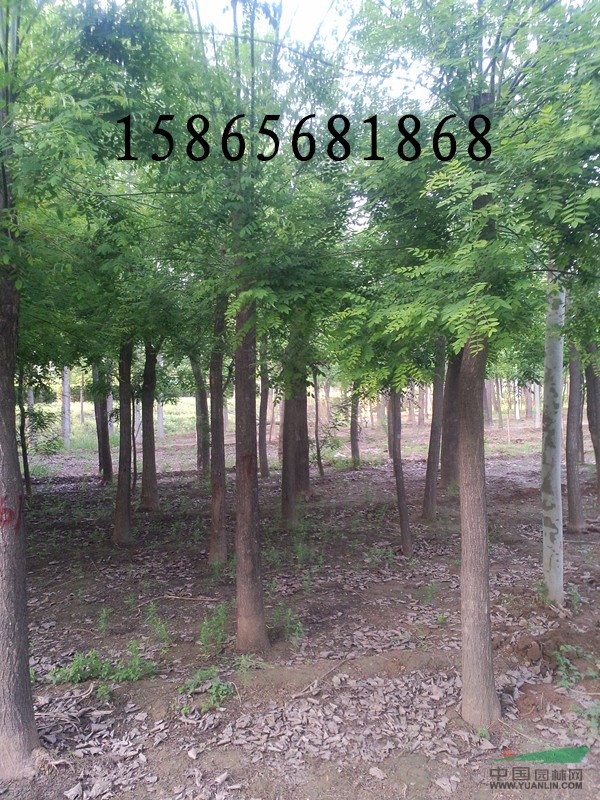 7公分國槐|7公分國槐最新報價