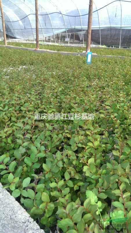 湖北紅火箭紫薇專(zhuān)供馳騰苗木