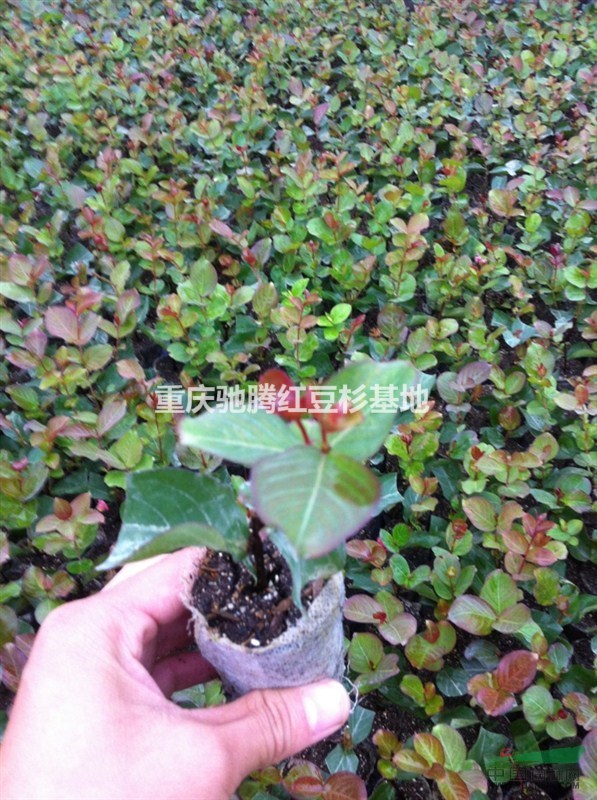 湖北紅火箭紫薇專(zhuān)供馳騰苗木