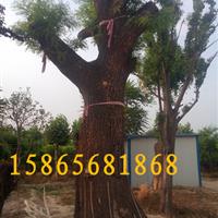 28公分國槐|28公分國槐二*苗價格