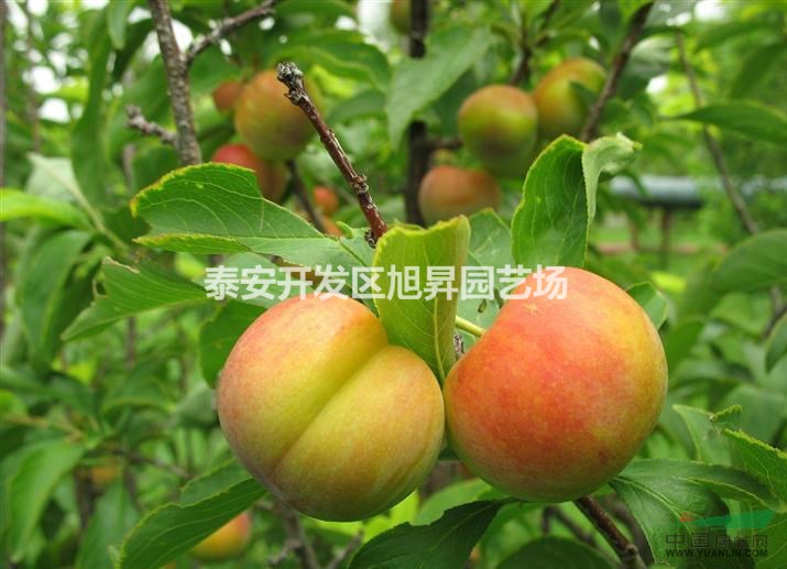李子苗