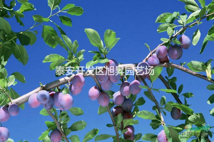 李子苗