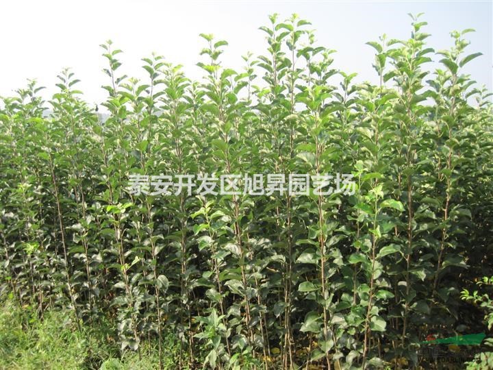 蘋(píng)果苗