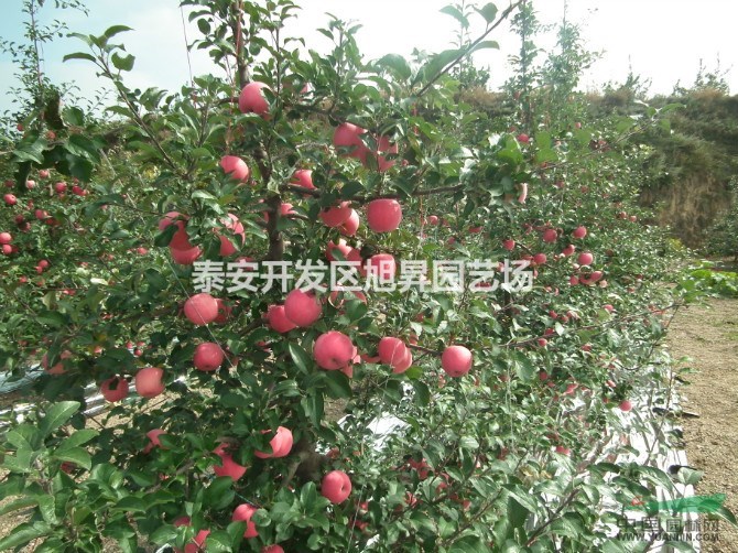 矮化蘋果樹苗