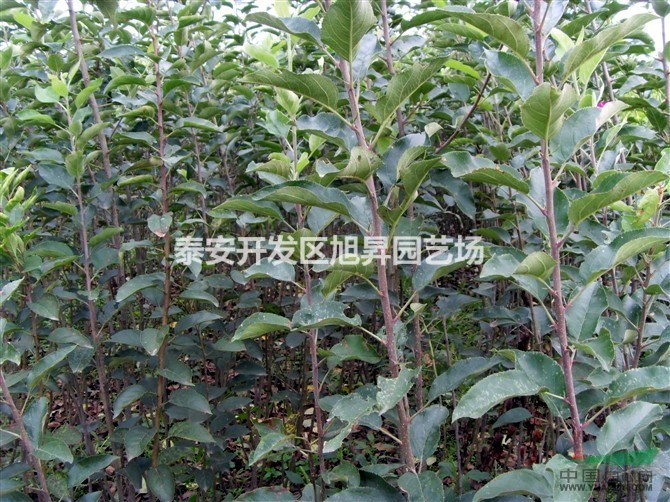 矮化蘋果樹苗