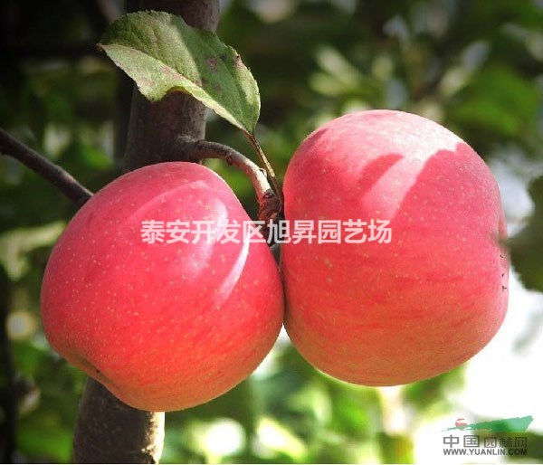 美國八號蘋果苗