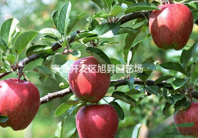 美國(guó)八號(hào)蘋果樹苗