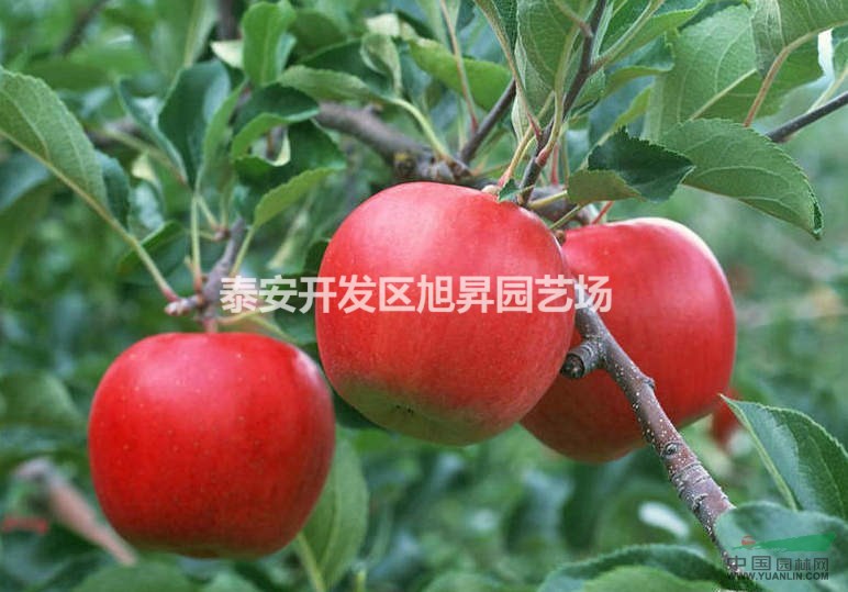 煙富1~3號蘋果苗