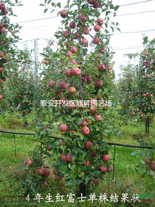 煙富1~3號(hào)蘋果樹苗